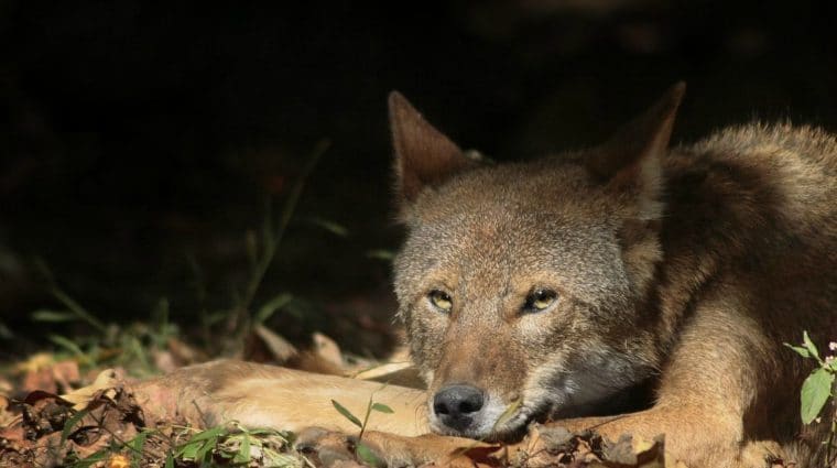 Red Wolf Sad Edit Wide Sm