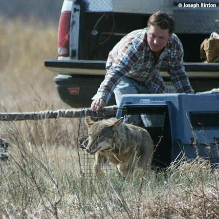 Hinton Red Wolf Release Edit 2.png