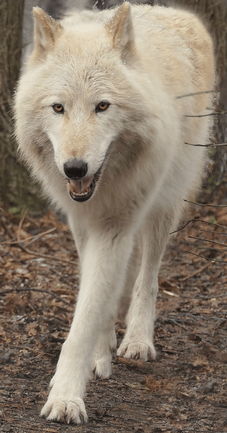 Nikai Edit Stand Web